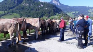 Auktion Giswil 2